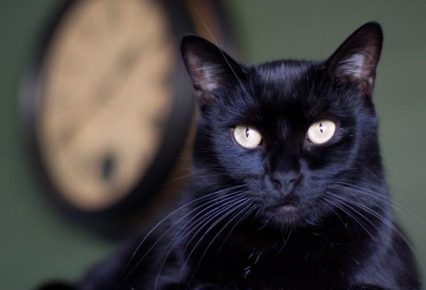 /Images/uploads/Humane Society of Utah/HSUCalendar/entries/1253thumb.jpg